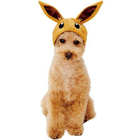 貓奴必備 pokemon 用品收服寵物